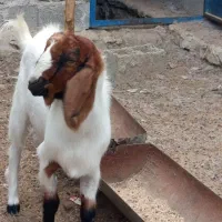 پاچن خوب گوشتی نسل دار