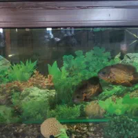 آکواریوم ماهیران