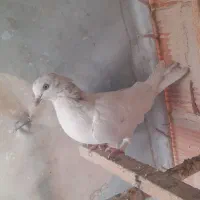 تعدادی کفترفروشی