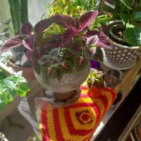 قلمه گل قیمت مناسب