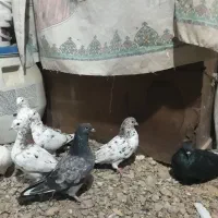 کبوتر تهرانی