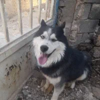 سگ هاسکی|سگ|زالیان, |دیوار