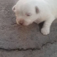 سگ پاکوتاه پشمالو دو ماهه