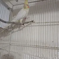 عروس معاوضه با کوتوله قناری|پرنده|مشهد, همت آباد|دیوار