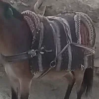 تخته کوپان