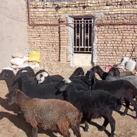 بره ماده جهت نگهداری بسیار مناسب