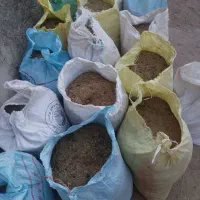 کودگوسفندی|گل و گیاه طبیعی|بافق, |دیوار