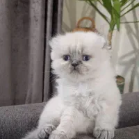 واگذاری بچه گربه