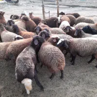 ۳۸تابره ماده در حد شیشک