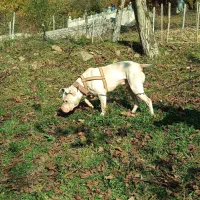 واگذاری سگ داگو آرژانتین