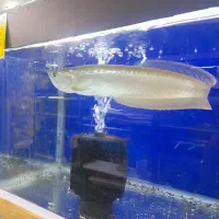 آکواریوم نمو شهرستان قوچان|ماهی|قوچان, |دیوار