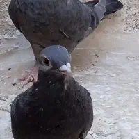 موشی نقره‌ای دو جفت