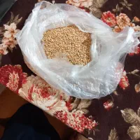 گندم بذری اراز ۱۲تن|خدمات باغبانی و درختکاری|گنبد کاووس, |دیوار