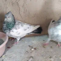 سینه ای کلایی