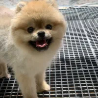 توله پامرانین دو سر خرسی تضمینی نر و ماده