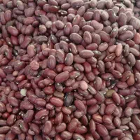 حبوبات درجه یک|عمده‌فروشی|مرودشت, بیست متری بیمارستان|دیوار