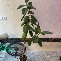 انواع گل فروش‌ ریر‌قیمت محلاتی|گل و گیاه طبیعی|تهران, افسریه شمالی|دیوار