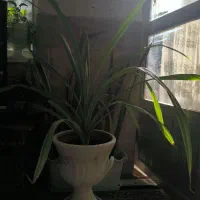 گل طبیعی پاندانوس|گل و گیاه طبیعی|مشهد, بلال|دیوار