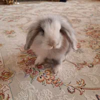 خرگوش لوپ یک ماهه بازیگوش|موش و خرگوش|اصفهان, سپاهان‌شهر|دیوار