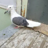 ۳ تا پرنده|پرنده|بروجرد, |دیوار