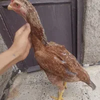 لاری|حیوانات مزرعه|قزوین, |دیوار