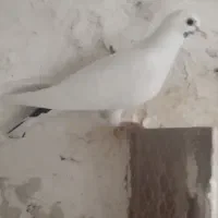 کفتر ماده گرفتنی