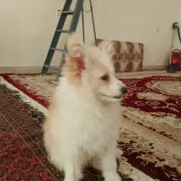 سگ پامر|سگ|ایلام, |دیوار