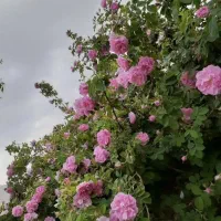 پخش گل محمدی خوی