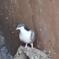 یه جفت دمگیر نروماده سرودم لول