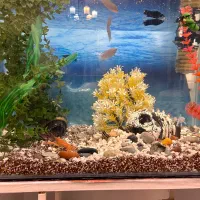 ماهی|ماهی|اراک, |دیوار