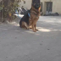 ژرمن شولاین ماده مو بلند|سگ|تهران, شهرک دریا|دیوار