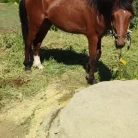 اسب نرگمشده است.