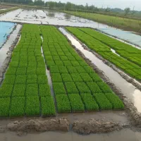 بانک نشابرنج هاشمی اصلاح شده