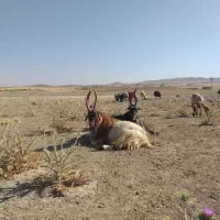 دُبر جلو رو شیرازی