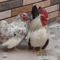 مرغ و خروس چینی