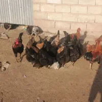 تخم مرغ محلی