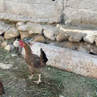 مرغ محلی تخم گذار