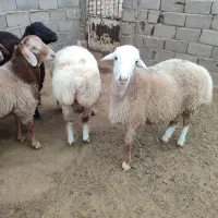 بره نر همو