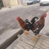 خروس گلین|حیوانات مزرعه|نظرآباد, نظرآباد|دیوار