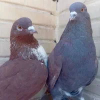 کبوتر سینه سرخ جفت