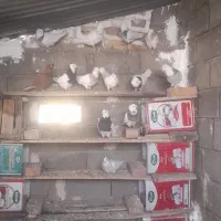 طوق|پرنده|فردوس (خراسان), |دیوار