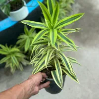 پیله موا طلایی|گل و گیاه طبیعی|رشت, بیجارپس|دیوار