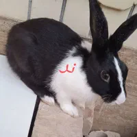 خرگوش|موش و خرگوش|ایرانشهر, |دیوار