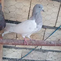 چند جفت کبوتر