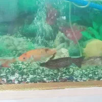 آکواریوم با ماهی جمع و جور و ارزون|ماهی|مشکیندشت, |دیوار