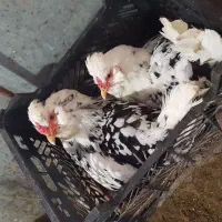 تخم مرغ گلین تازه و اصل