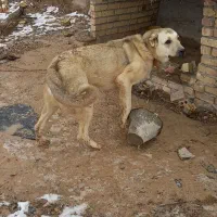 این سگ گمشده|حیوانات|زنجان, |دیوار