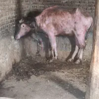 گاومیش جوان ماده (دیشی)قاجاخ