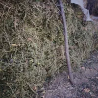 یونجه خالص|لوازم جانبی حیوانات|نوشین شهر, |دیوار