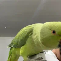 طوطی ملنگو رام|پرنده|مریوان, |دیوار